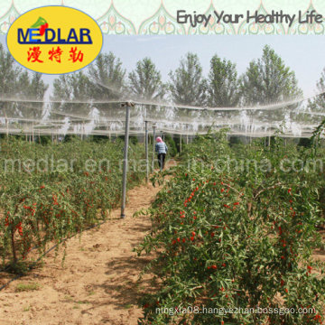 Medlar Specialty Ningxia Dried Wolfberry